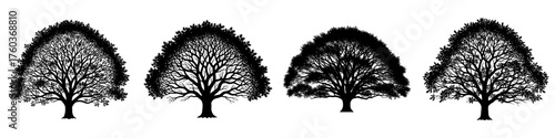 Four detailed black and white silhouettes of oak trees with intricate branches and full canopies, presented side-by-side on a white background.