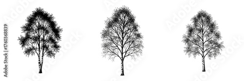 Three black and white stylized illustrations of birch trees, showing different stages of foliage from full to bare branches.