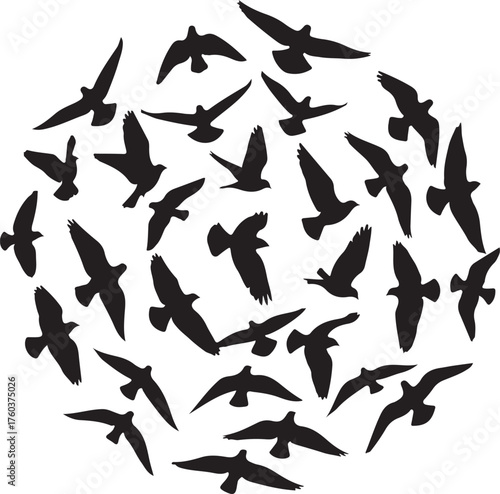 A collection of birds in flight silhouettes in various poses isolated on white background, Vector