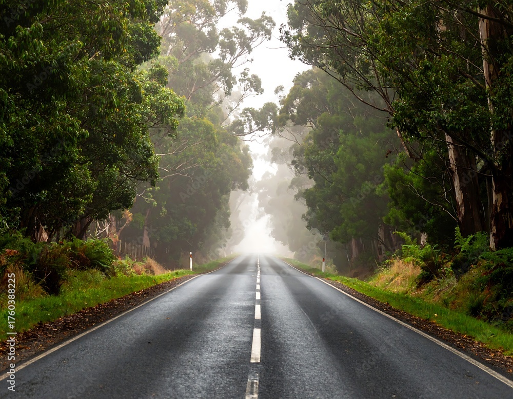 Obraz premium A wet, asphalt road disappears into the misty distance, framed by towering trees, creating a tunnel-like vista on a foggy day