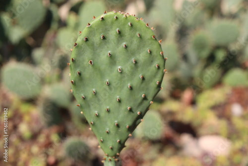 opuntia kaktus opuncja humifusa płożąca mrozoodporna