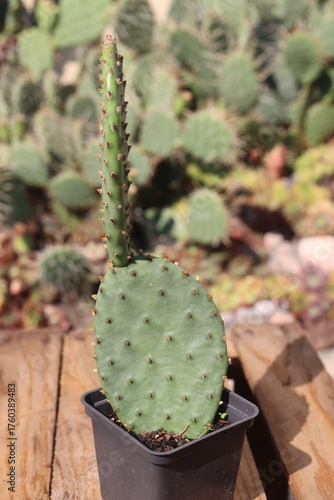 opuntia kaktus opuncja humifusa płożąca mrozoodporna