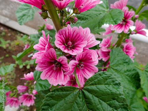 Wallpaper Mural ピンクの美しい花 Torontodigital.ca