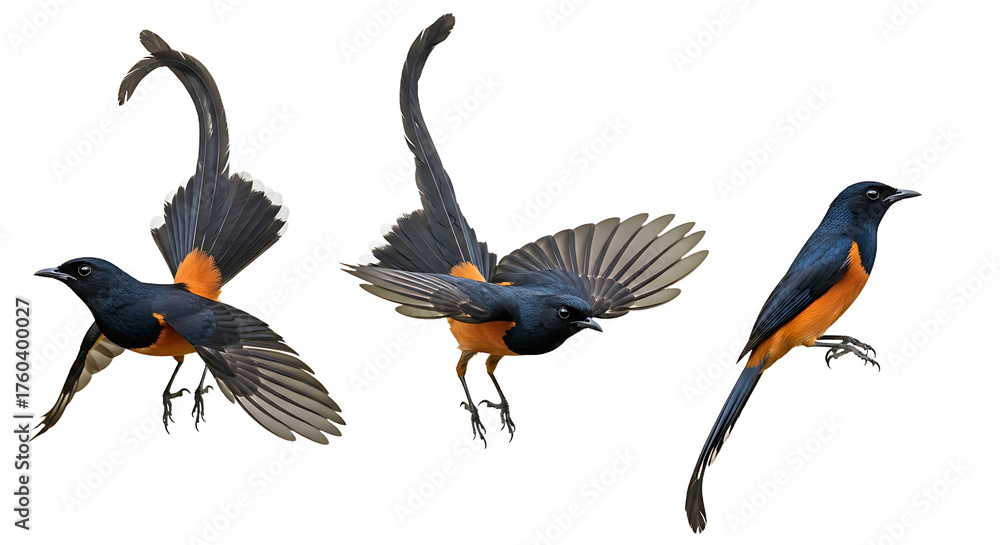 Fototapeta premium Striking birds showcasing vibrant plumage in various dynamic poses against white background.
