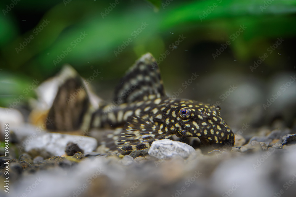 Fototapeta premium Ancistrus fish searching for food on pebbles at the bottom below the water surface. 