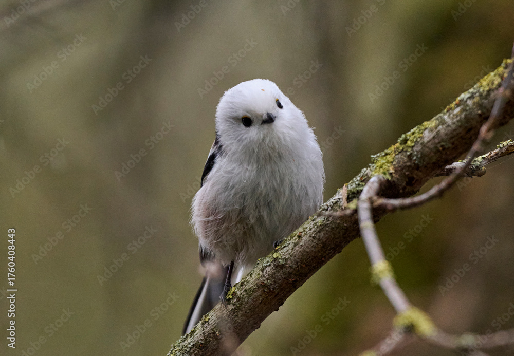 Fototapeta premium A long-tailed tit sits on a branch.