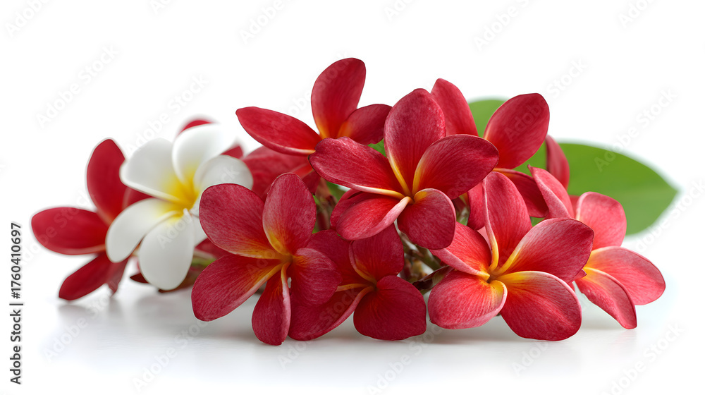 Fototapeta premium Red Plumeria Flower on White Background