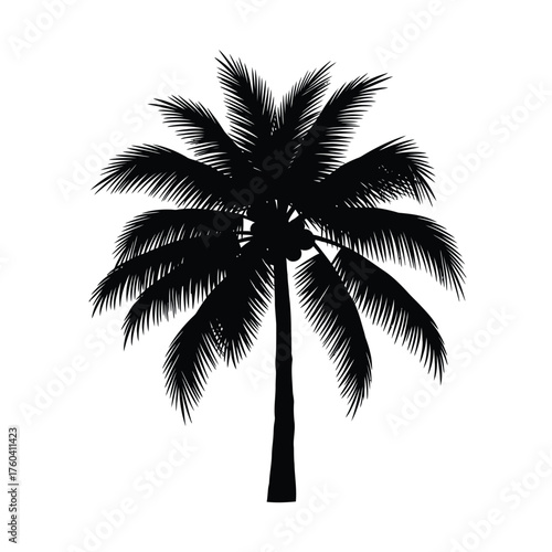 Black silhouette of a coconut palm tree tropical fruit