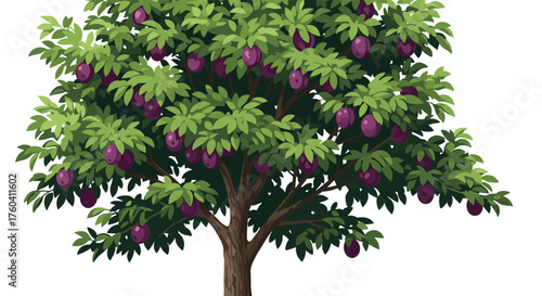 A healthy plum tree laden with ripe purple fruit in full bloom.