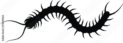 Black centipede silhouette isolated on white background, crawling insect vector illustration, poisonous arthropod design, nature pest, creepy bug concept art