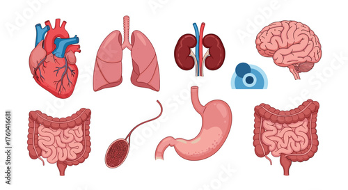 A collection of human internal organs including the heart lungs kidneys brain stomach and intestines.