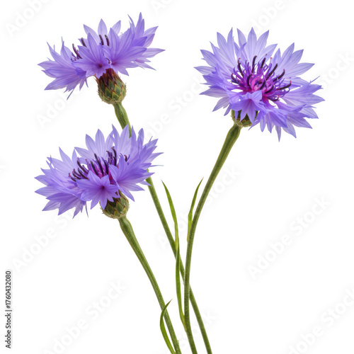 Beautiful delicate purple cornflower blossoms against a deep dark backdrop full of life isolated on transparent background