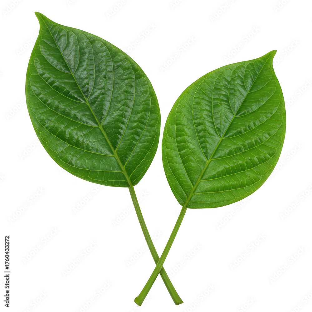 Obraz premium Two vibrant green leaves with intricate veins isolated on a plain surface isolated on transparent background