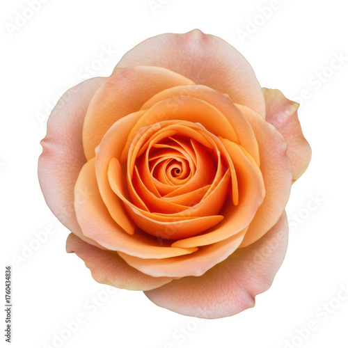 Close-up view of a delicate peach colored rose bloom with intricate petal layers isolated on transparent background