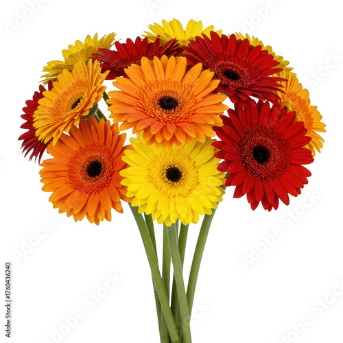 Vibrant gerbera daisy bouquet stunning yellow orange and red blooms arrangement isolated on transparent background