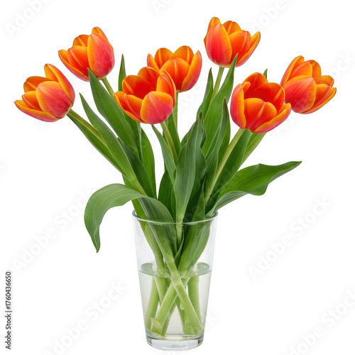 Vibrant orange tulips arrangement in a clear glass vase displayed beautifully isolated on transparent background