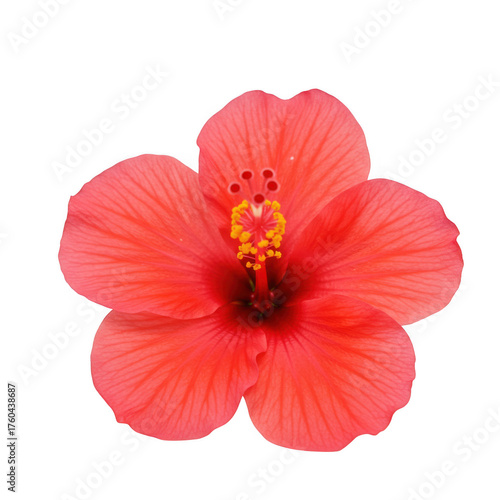 Vibrant red hibiscus flower isolated macro photography perfect for nature designs isolated on transparent background