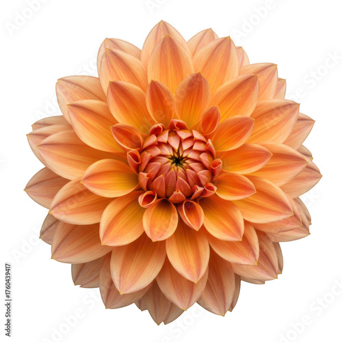 Vibrant peach dahlia flower bloom close-up detailed petals botanical beauty isolated on transparent background