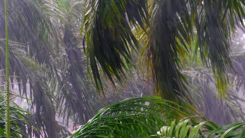 Palm Trees Swaying in Strong Wind and Heavy Rain during Monsoon Season 