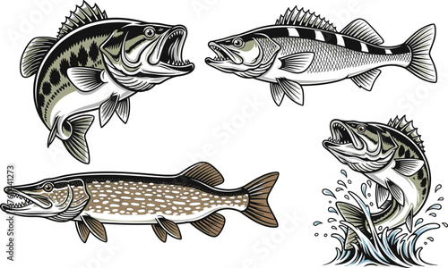Dynamic Fish Collection in Bold Illustration Style: Bass, Walleye, and Pike Featuring Open Mouths, Swimming Action, and Aquatic Motifs for Fishing Tournaments, Wildlife Conservation, or Sport Fishing