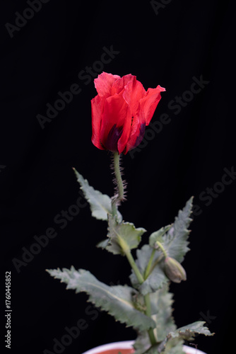 FLOR DE AMAPOLA