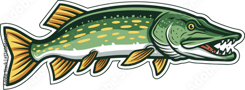 Detailed Northern Pike Fish Illustration with Sharp Teeth Ready to Strike, Isolated on White Background for Fishing Sport Enthusiasts, Wildlife Conservation, Sporting Goods Advertising, and Freshwater