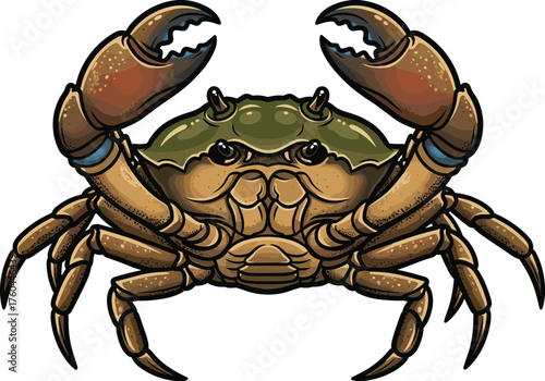 Crab with Claws Up in Defensive Pose Against White Backdrop, Marine Wildlife Vector Illustration for Seafood Restaurant Menu, Nautical Themed Design, Crustacean  Animal Art,  Ocean Ecosystem, Fishing,