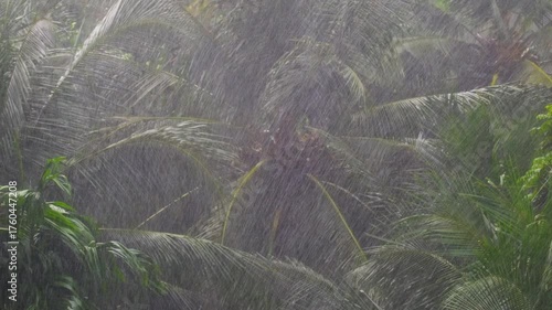 Palm Trees Swaying in Strong Wind and Heavy Rain during Monsoon Season 