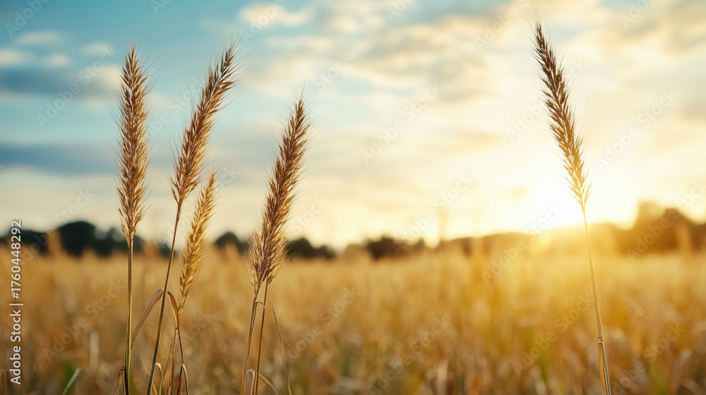 Fototapeta premium Golden sunlight over wide grass field creates serene atmosphere with tall grass swaying gently