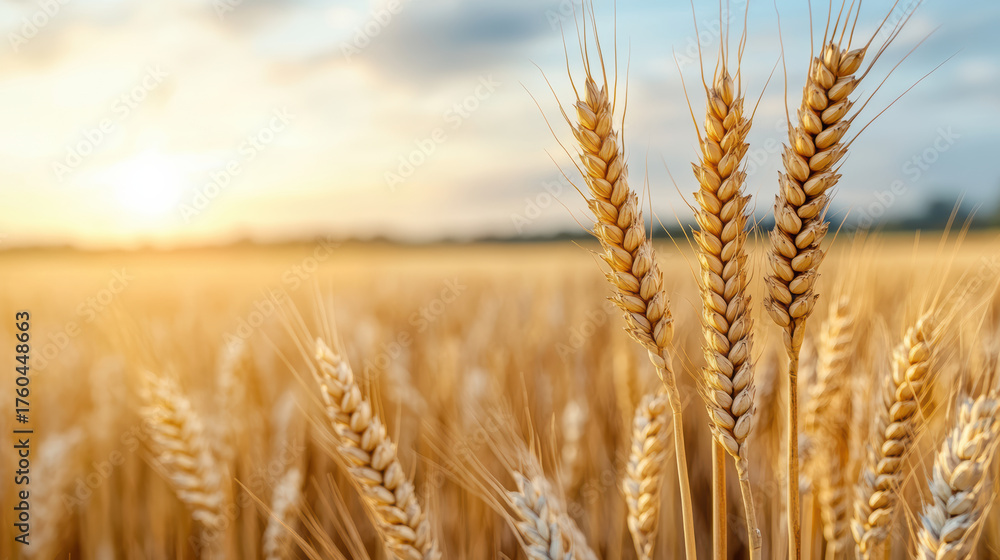 Fototapeta premium Golden wheat field glowing under sunset, peaceful harvest scene
