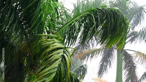 Palm Trees Swaying in Strong Wind and Heavy Rain during Monsoon Season 