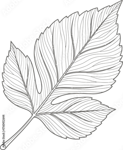 Detailed line art illustration of a mulberry leaf isolated on white background, showcasing its intricate venation and unique lobed shape, perfect for botanical studies, educational materials, or artis