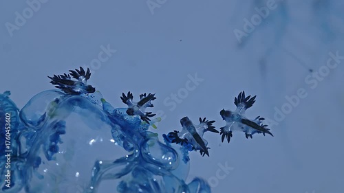 Beautiful Blue Dragons are small, shiny silver-blue creatures that look beautiful and unusual. However, they contain deadly poison from the prey they eat, such as the fire jellyfish.