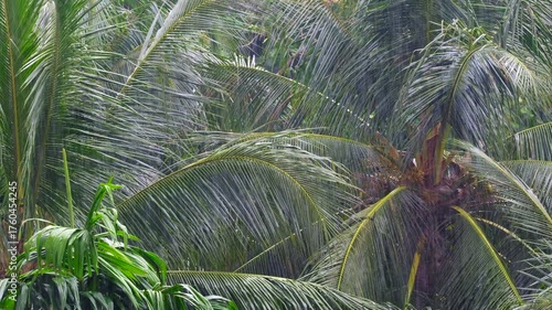 Palm Trees Swaying in Strong Wind and Heavy Rain during Monsoon Season 