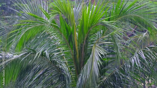 Palm Trees Swaying in Strong Wind and Heavy Rain during Monsoon Season 