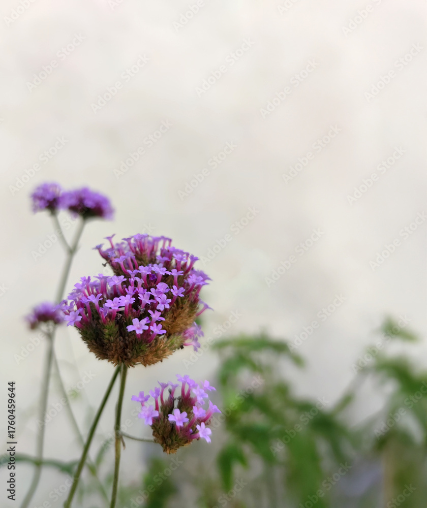 Fototapeta premium Close-up of purple verbena flowers with soft blurred background. Minimalist floral composition, natural soft light, and shallow depth of field create a calm and elegant atmosphere