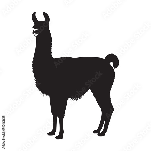 Llama black silhouette  isolated on white background