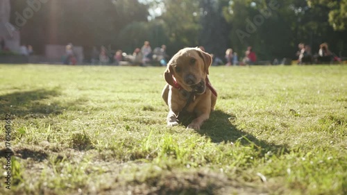 Close up portrait of a gold labrador dog sitting on the grass barking stick young pretty play animal nature cute happy pet puppy beautiful park friendly friendship sunset attractive blonde friends