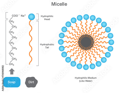Diagram of Micelle Showing Lyophilic Head and Lyophobic Tail in Soap Molecule Structure