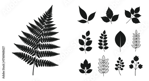 Black and white illustration of various fern leaves and botanical shapes