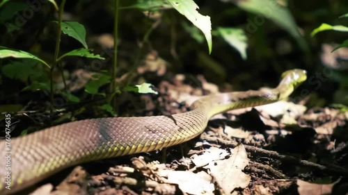 shot of a slender snake slithering across forest floor covered in fallen leaves, with green foliage surrounding it as natural light illuminates the scene.