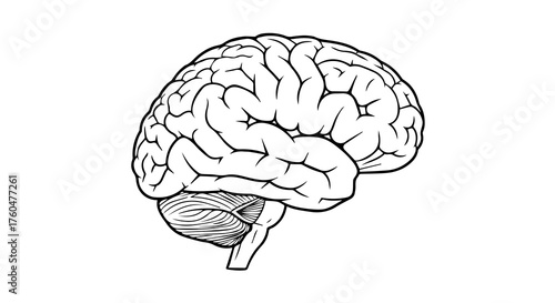 Single Line Drawing of Human Brain for Anatomy, Science, and Educational Use, Isolated on a transparent background