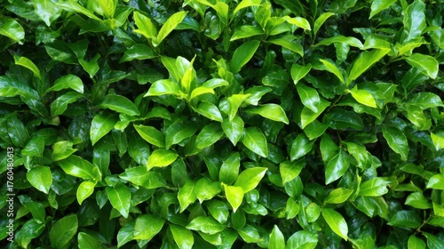 Wallpaper Mural A lush green bush with leaves that are tightly packed together. The leaves are a vibrant shade of green and the bush appears to be healthy and well-maintained Torontodigital.ca