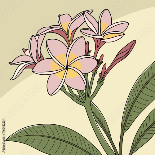 Pink frangipani flowers with green leaves on soft background  