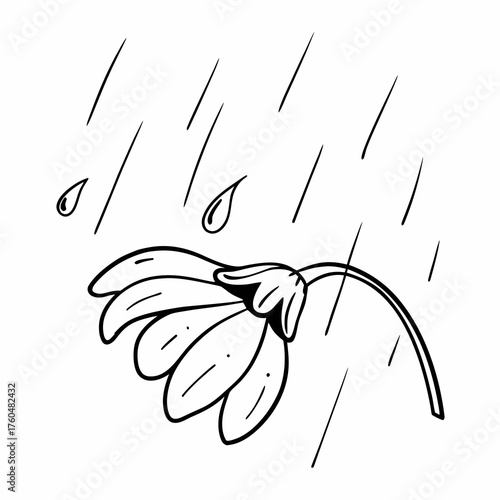 Drooping flower under rain with falling droplets on white background  