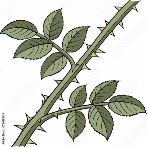 Thorny rose branch with leaves and thorns on white background  