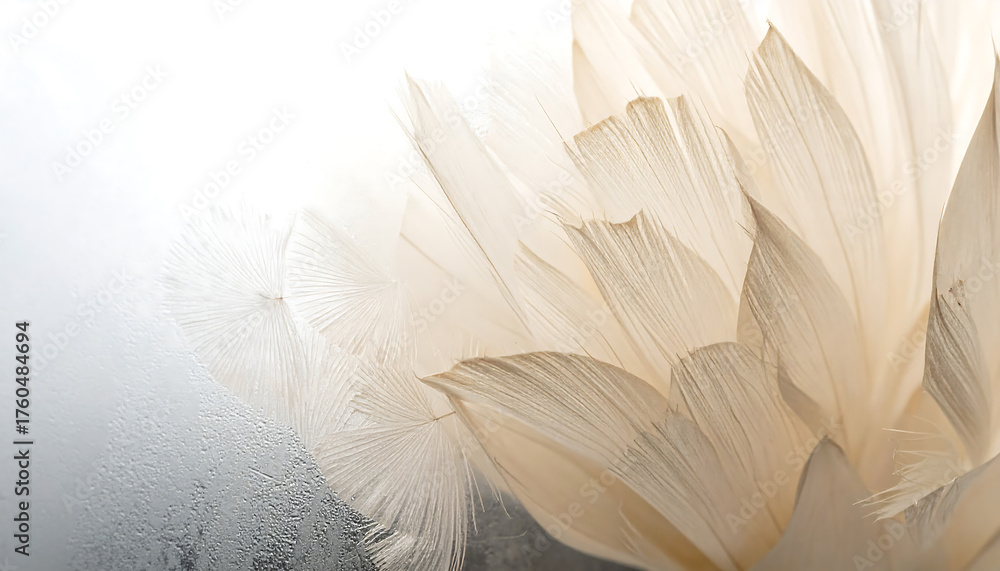 Fototapeta premium Delicate cream petals of a flower with soft light