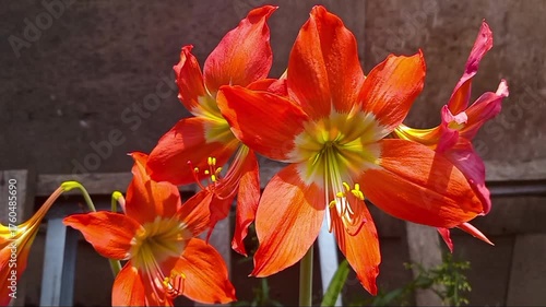 Close-up of an orange amaryllis (Hippeastrum) flower in full bloom with six large petals. The center of the flower is yellowish green, and there are several prominent yellow stamens.