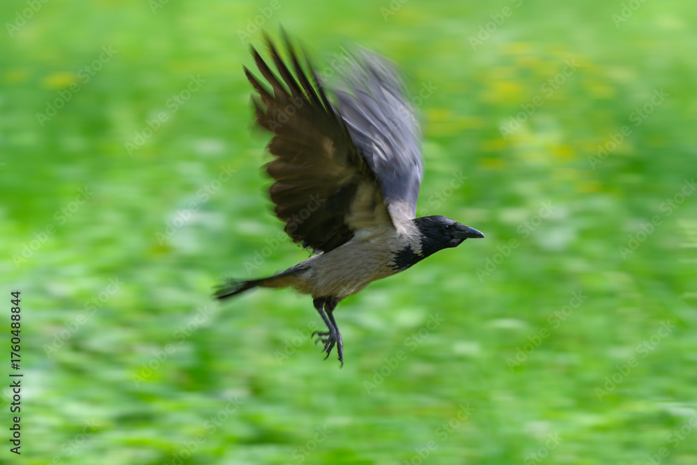 Obraz premium A Beautiful Bird in Flight Gliding Gracefully Against a Vibrant Green Background in Nature
