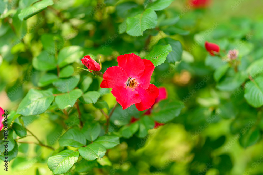 Fototapeta premium A Vibrant Red Rose in Full Bloom Showcasing Its Majestic Beauty and Splendid Elegance
